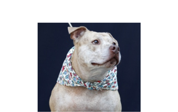 Bolota Cão branco, com lenço florido no pescoço e muito fofucho, louco para ter um lar cheio de amor para o acolher!!
