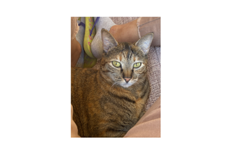 Gatinha laranja rajado mesclado com cinza escuro, olhos cor de mel e muito espertinha.