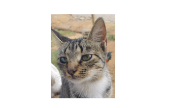 Gatinha sem raça definida, com 5 meses de idade, olhos verdes e pelagem rajada em bege, preto e branco, muito linda e dócil.