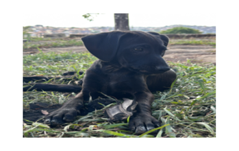 Cadelinha, pretinha, com 5 meses de idade, sem raça definida e cheia de amor.