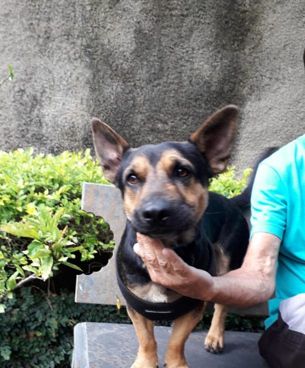 Cachorro macho, pelagem curta e preta mesclado com caramelo 