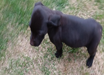 Cachorro fêmea, pelagem preta