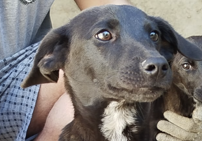 Cachorro sem raça definida, de pelagem curta e preta e muito dócil