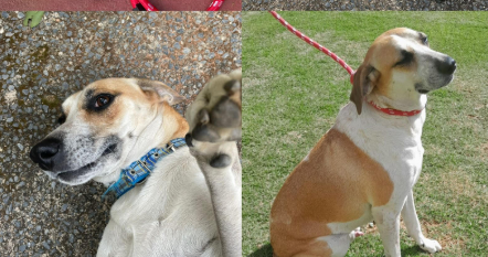 Cachorro macho, pelagem branca mesclada com bege