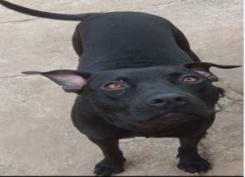 Cachorro de porte grande, de pelagem curta e da cor preta, muito dócil.