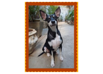 Amora Cadela, de porte pequeno, de pelagem curta e na cor preta, mistura de pinscher.