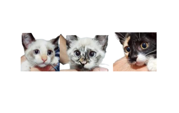 3 filhotes de gato, todos são fêmeas, sendo dois brancos e um tipo frajola, sem raça definida, em busca de um lar amoroso 