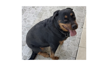 Cadela da raça Rottweillwer, 5 anos de idade, dócil.