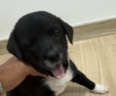 Cadelinha de pequeno porte, de pelagem preta e muito dócil