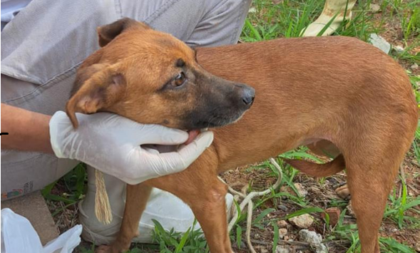 Fêmea sem nome Cão de pelagem cor de caramelo, fêmea