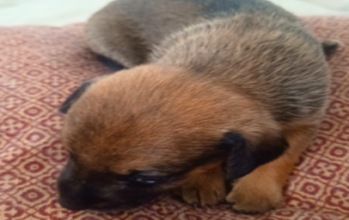 Cão filhote, sem raça definida, de coloração chocolate e muito dócil.