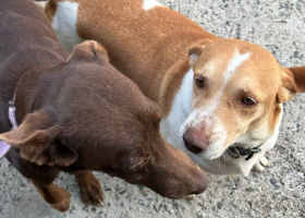 Jade Cachorro fêmea, pelagem branca mesclada com bege
