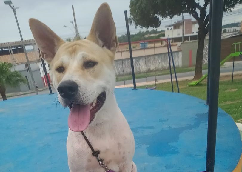 Luke Cachorro (macho) pelagem branca