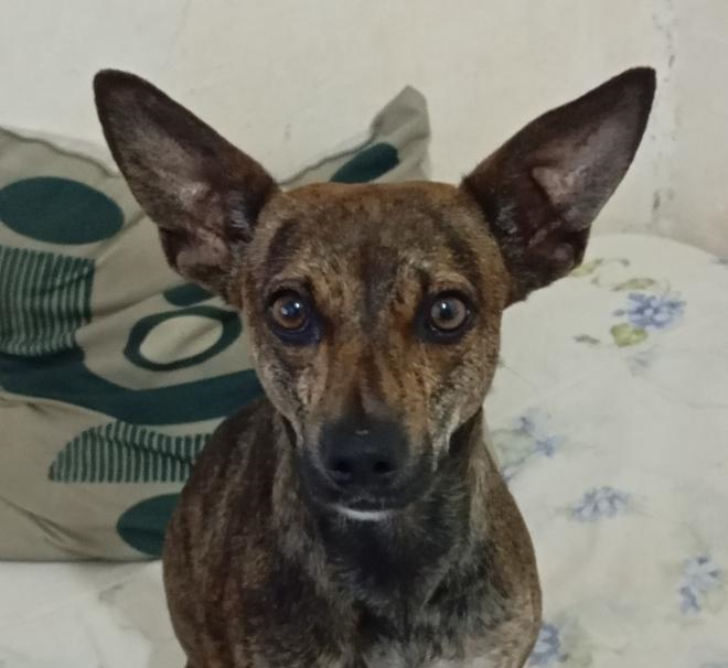 Luna Cachorro fêmea, pelagem preta mesclado com caramelo