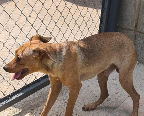 Macho (sem nome) Cão sem raça definida, de pelagem cor de caramelo, de 3 anos de idade