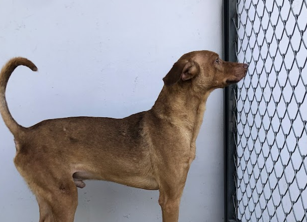 Macho (sem nome) cão caramelo de porte médio e muito elegante