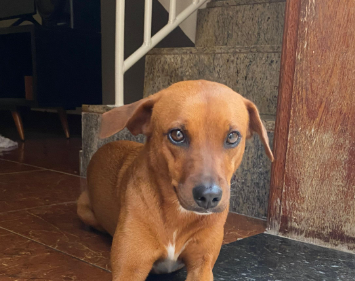 Olivia Cachorro, fêmea, caramelo