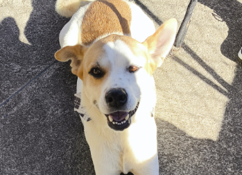 Preciosa Cão de pelagem branca e marrom