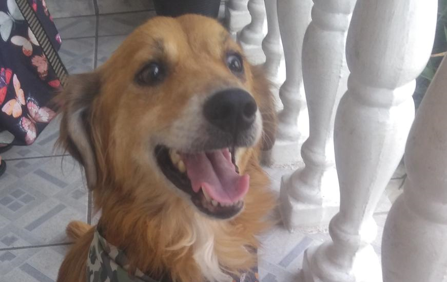 Samu Cachorro sem raça definida, de pelagem caramelo com manchas brancas e dócil.