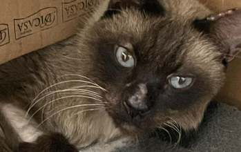 Sialata Gato adulto, preto de olhos azuis, com malformação na pata dianteira esquerda e muito esperto.