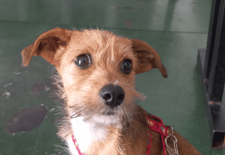 Simba Cachorro, macho, pequeno porte, pelagem cor de caramelo