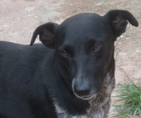 Siriri Cadela sem raça definida, pelagem curta e preta com manchas brancas no peito e dócil