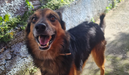 Thor Cachorro sem raça definida, de pelagem longa preta mesclado de caramelo e muito alegre