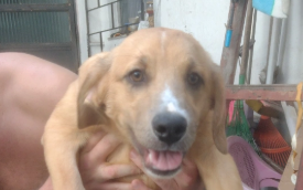 Urso Cachorro, macho, pelagem bege