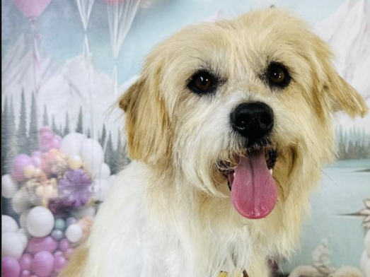 Valentim Cachorro (macho) pelagem branca com orelhinhas para cima