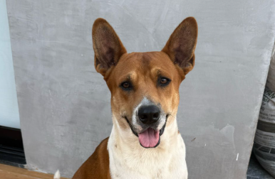 Vini Cachorro macho, pelagem branca com manchas de bege