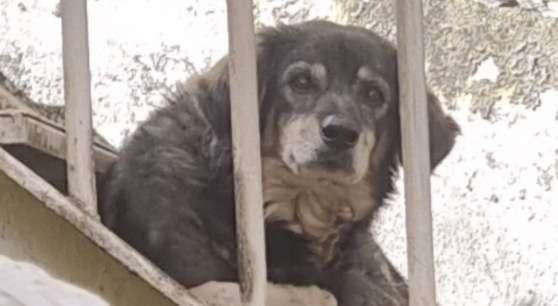 Willer Cachorro idoso, pelagem cinza mesclado com manchas brancas e muito amoroso