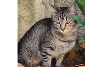 Aurora Gatinha cinza rajada, sem raça definida, de 1 ano de idade e muito espertinha