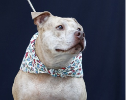 Cão branco com lenço florido no pescoço