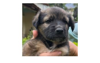 Cadelinha sem raça definida, de pelagem caramelo mesclado com preto, muito fofinha.