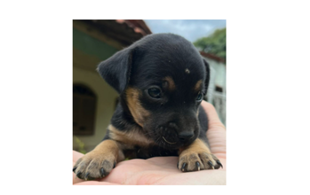 Cachorrinha com pelagem mesclada de preta com caramelo, com 3 meses de idade, sem raça definida e muito dócil