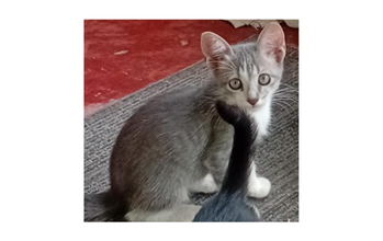 Cinzinha Filhotinho de gato, pelagem curta na cor cinza e muito fofinho