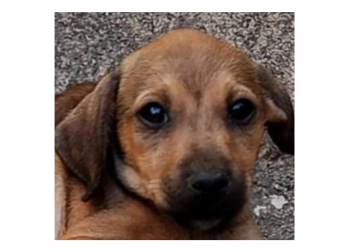 Coragem Filhote macho, sem raça definida, cor de pelagem caramelo, muito dócil