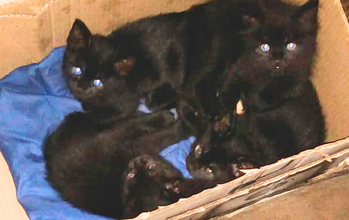 Gatinhos Pretinhos (machos e fêmeas) Gatinhos SRD, Pretinhos, sendo 4 filhotes, entre eles machos e fêmeas, 2 meses de idade, são dóceis e lindinhos