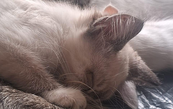 Gatos Gatinha SRD, 2 meses de idade, branquinha com manchinhas cinza nas pontinhas das orelhas, olhos claros e muito lindinha