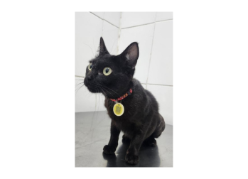 Gigi Uma gatinha sem raça definida, preta, com 2 anos de idade e muito espertinha