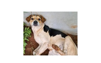 Hulk Cachorrinho sem raça definida, de pelagem branca com manchas em preto no dorso e caramelo nas orelhas e curta, de 2 anos de idade, muito espertinho e cheio de amor para dar.