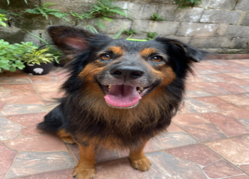 John Cachorro de porte médio, com pelo longo, em tons preto mesclado com caramelo e muito dócil