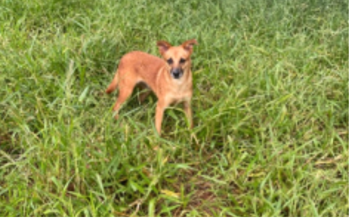 Cachorinho SRD, idoso, porte médio, caramelo e muito espertinho e dócil