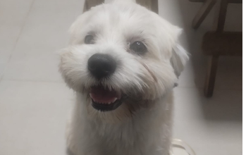 Cachorrinho de 7 meses de idade, peludinho na cor branca, porte pequeno, dócil, brincalhão e muito lindo