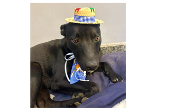 Pretinho Cachorrinho sem raça definida, de pelagem preta e curta, de 1 ano de idade, muito espertinho e cheio de amor para dar.