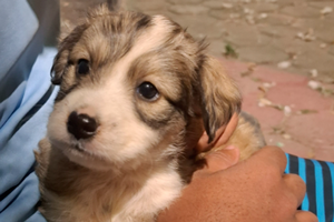 Sherlock Filhote de cachorro nas cores branca e cinza Sherlock