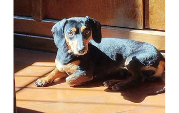 Cachorrinho da raça Basset Dachshund, pelagem curta, na cor preta com caramelo, porte pequeno, 2 anos de idade, brincalhão e lindinho