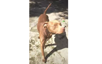 Thor Pitbull, de pelagem curta e na cor caramelo, de 1 ano de idade e muito dócil