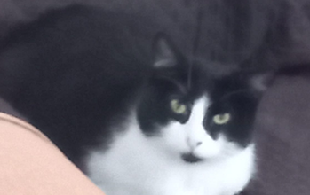 Hepátia Gatinho sem raça definida, de pelagem curta e nas cores branco com manchas pretas, tipo frajola, dócil, brincalhão, muito curioso, lida melhor com cães do que com outros gatos.
