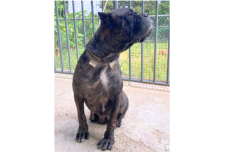 Cachorrinha SRD, de grande porte, marrom tigrada, muito dócil e esperta